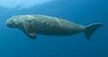 Dugong dugon