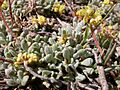 Eriogonum caespitosum (5006631098)