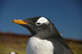 Archivo:Falkland Islands Penguins 45