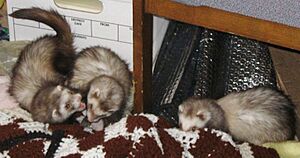 Archivo:Ferrets at play