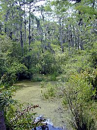Archivo:Florida freshwater swamp usgov image