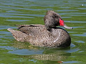 Archivo:Freckled Duck male RWD4