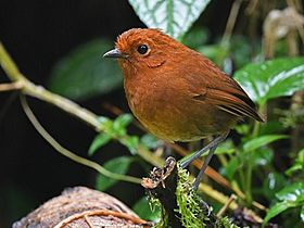 Grallaria alvarezi Chamí Antpitta; Riosucio, Caldas, Colombia.jpg