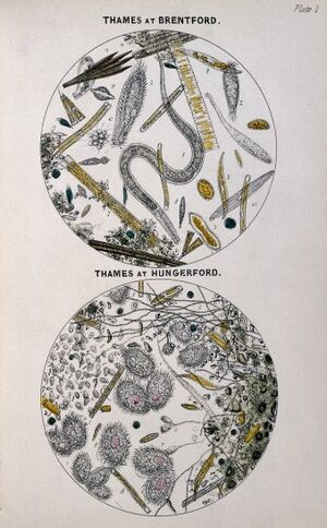 Archivo:Hassall - Microbes in Thames at Brentford and Hungerford
