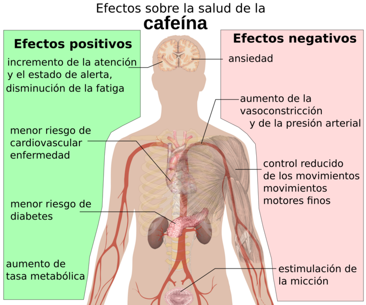 Health effects of caffeine-es