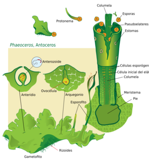 Archivo:Hornwort life cicle svg diagram-es
