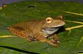 Hypsiboas boans