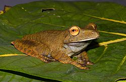 Hypsiboas boans.jpg