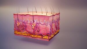Archivo:Integumentary system