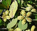 Kageneckia oblonga (8681419889)