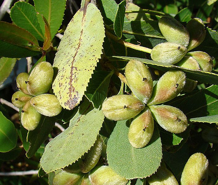 Kageneckia oblonga (8681419889)