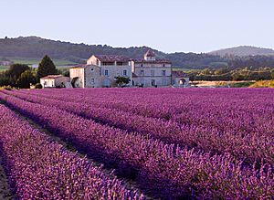 Archivo:Lavender field