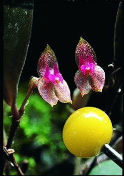 Lepanthes papillipetala.jpg