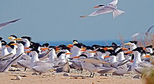 Archivo:Lesser & Greater Crested Terns, Kubbar, Kuwait DSCN7057