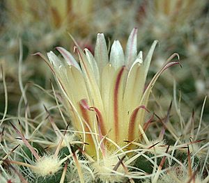 Archivo:Mammillaria karwinskiana ssp nejapensis5 ies