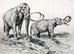 Archivo:Mammuthus columbi
