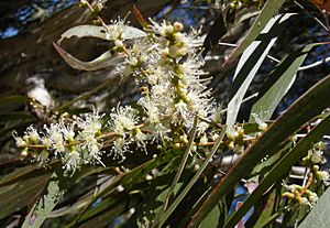 Archivo:Melaleuca leucadendron flowers