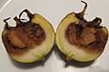 Mespilus germanica ripening process