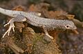 Microlophus theresiae