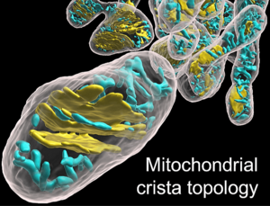 Archivo:Mitocondria Cresta tubular