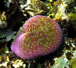 Archivo:Muchroom coral