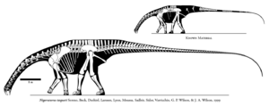 Archivo:Nigersaurus taqueti skeletal
