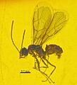 Nylanderia pygmaea NHMW-WBE5-3 profile