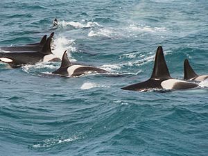 Archivo:Orcas
