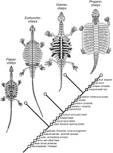 Archivo:Origin of Turtle Body Plan