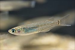 Oryzias latipes(Hamamatsu,Shizuoka,Japan,2007)-1.jpg