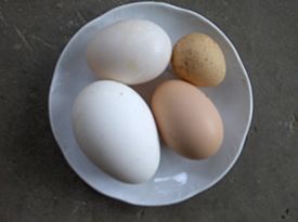 Archivo:Ouă