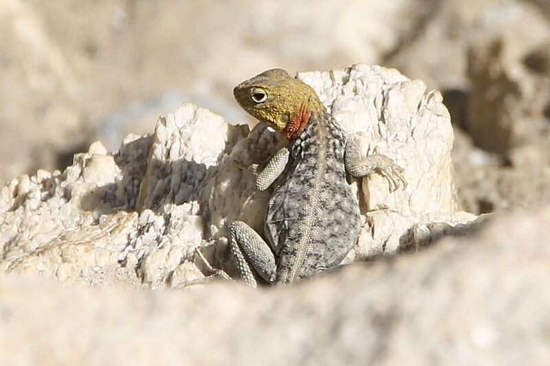 Paralaudakia himalayana 84926343
