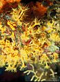 Parazoanth2
