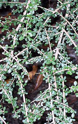 Phyllanthus microcladus Coffs Harbour.jpg
