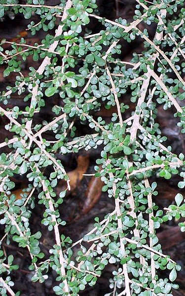 Phyllanthus microcladus Coffs Harbour