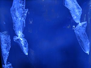Archivo:Plastic Bag Jelly Fish