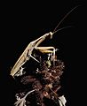 Praying mantis on a dry plant