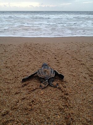 Archivo:Primer aleteo a la vida de tortuga cardon