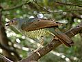 Ptilonorhynchus violaceus -Bunya Mountains-8