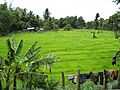 Pursat rice field