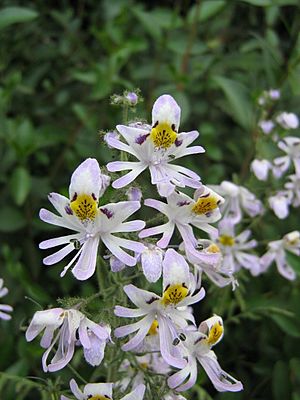 Archivo:Schizanthus pinnatus