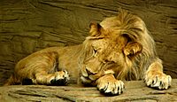 Archivo:Sleeping lion