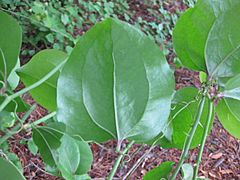 Archivo:Smilax rotundifolia 1