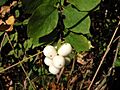 Symphoricarpos albus 7927