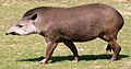 Tapirus terrestris (1) by JM Rosier