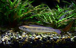 Teleocichla prionogenys Aquarium tropical du Palais de la Porte Dorée 10042016 1.jpg