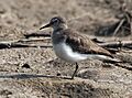 Temminck's Stint (Non- breeding plumage) I IMG 1477