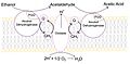 The formation of acetic acid from ethanol by Acetobacter