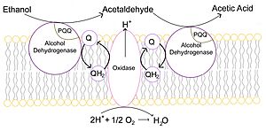Archivo:The formation of acetic acid from ethanol by Acetobacter