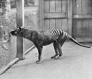 Archivo:ThylacineHobart1933